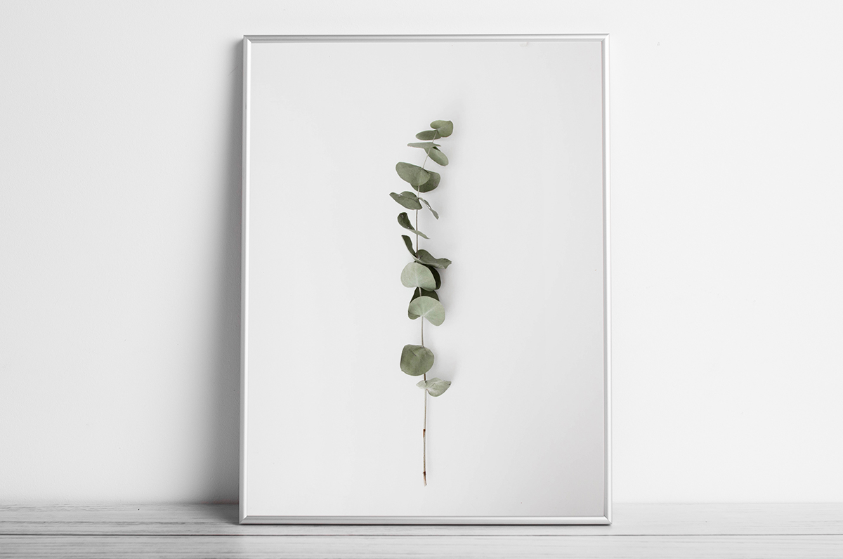 Plakat - Gałązka eukaliptusa - fototapeta.shop